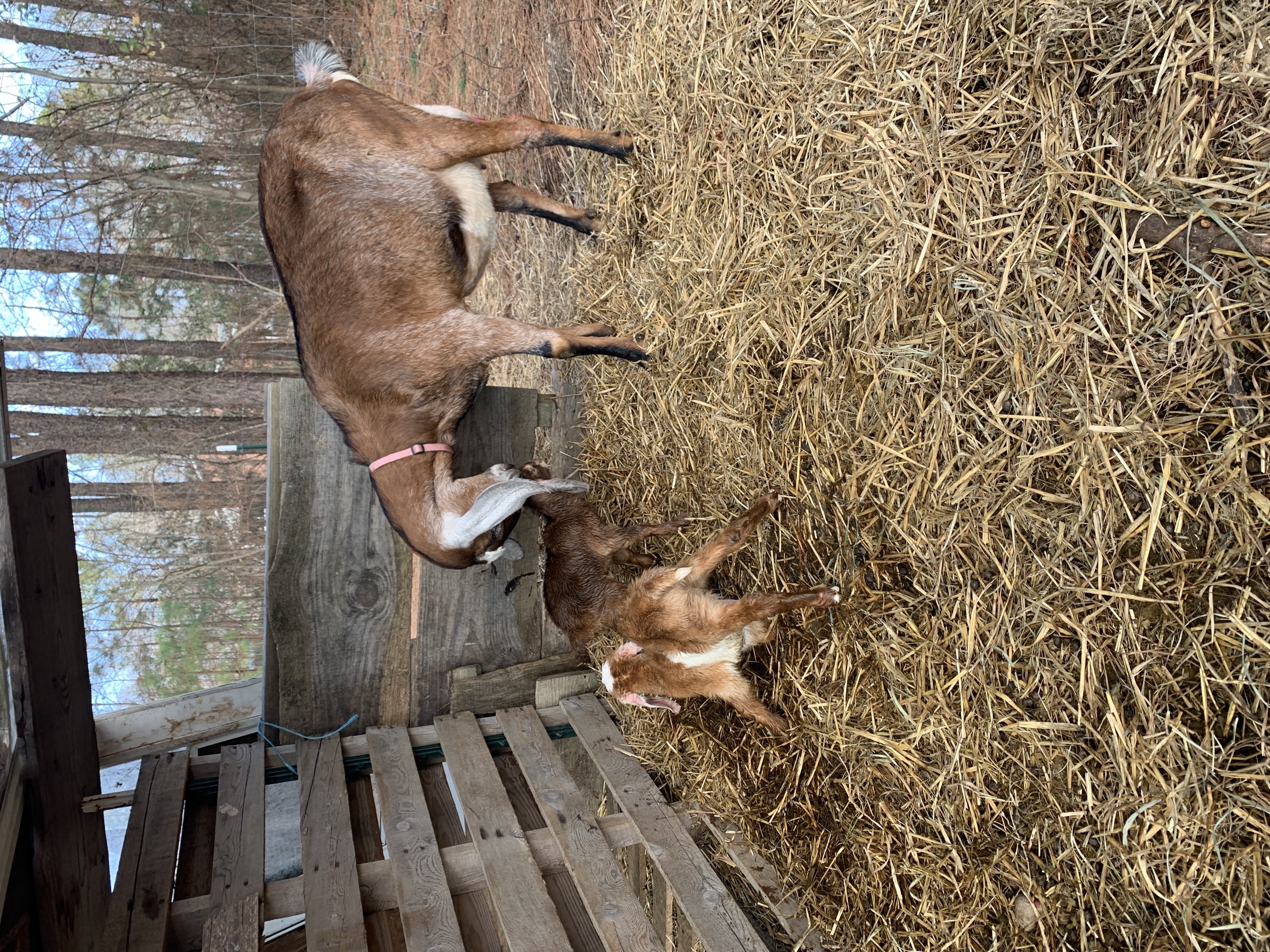 baby goats
